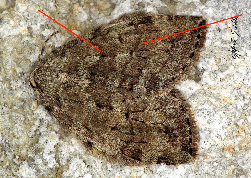 Epirrita sp.